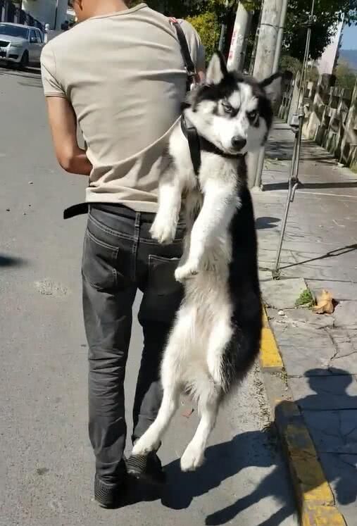 二哈撒手没被主人逮到,小哥直接这样将狗子带回家,二哈:等着吧