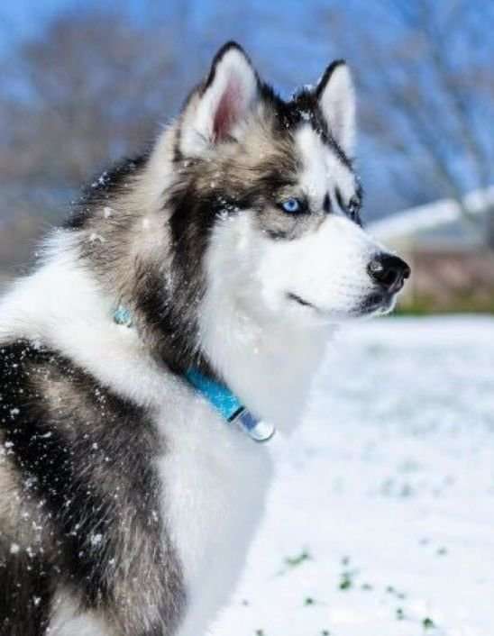 汪星人中的二货哈士奇居然也能这么帅?网友:我被一条狗撩到了!