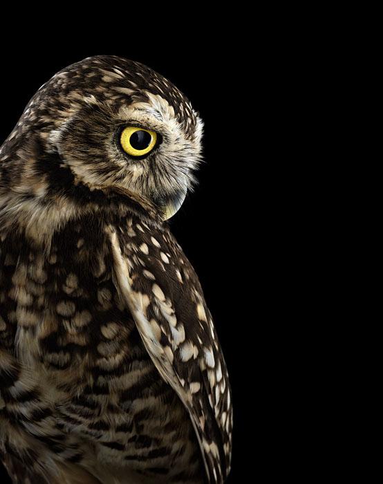 猫头鹰你见过吗一起来看看摄影师镜头下这群可爱的精灵