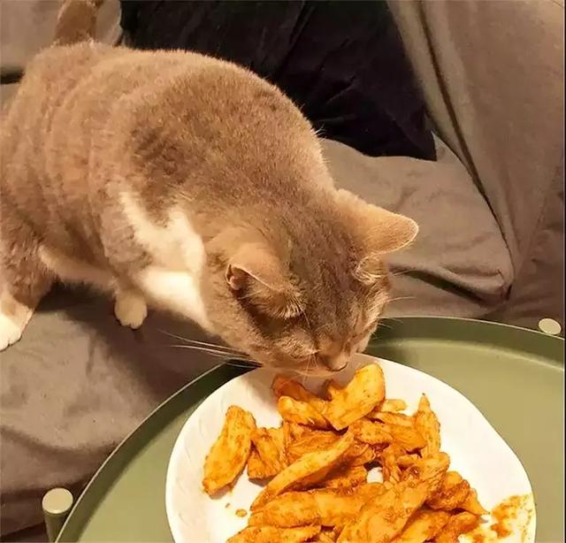 猫咪跑到餐桌上偷东西吃吃货属性一览无遗这肉真香啊