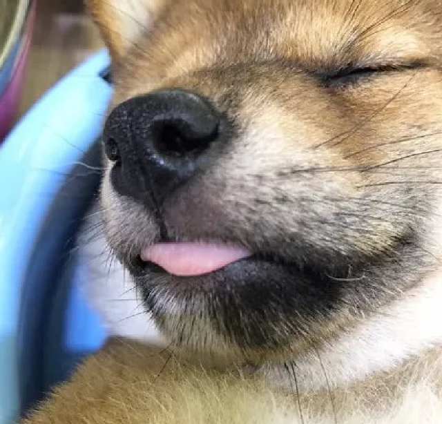柴犬吃饭时瞌睡虫来袭,直接把碗盆当做床睡,这睡法也是没谁了
