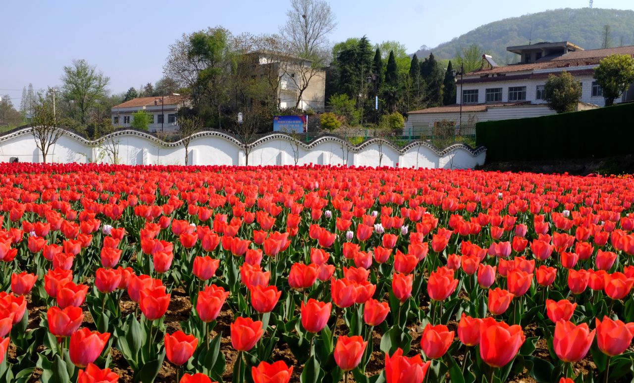 湖北襄阳隆中景区10万株郁金香迎客绽放 市民春游又添新去处