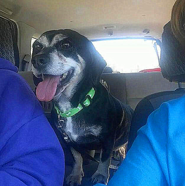 狗狗战战兢兢躲在主人身后,却不知主人早已决定将它安乐死