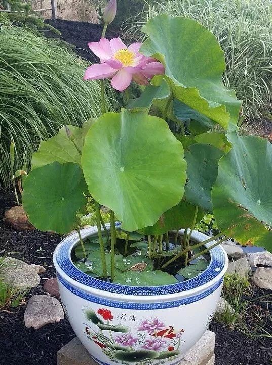 用大水缸养迷人的荷花,还可以买几粒种子培育