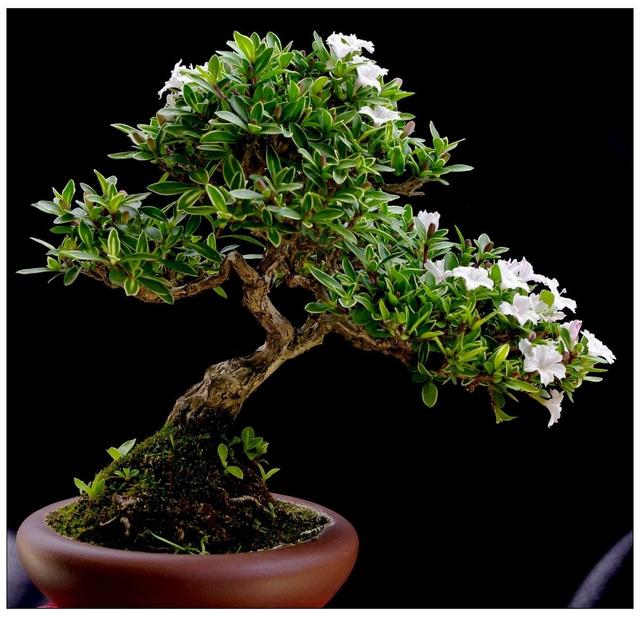 枝干造型独特,六月雪盆景"7步造景法",让你别样美感体验!