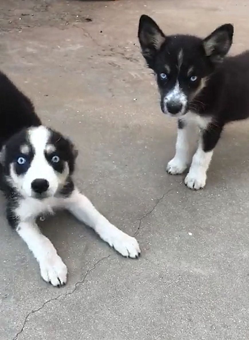 智商第一的边牧和犯二的哈士奇产生后代,结果生出了这样的狗