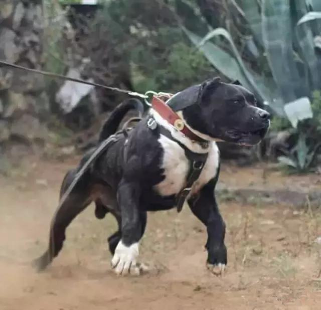 使比特犬變得兇殘的,是背後的人性|比特犬|犬種|比特_新浪新聞