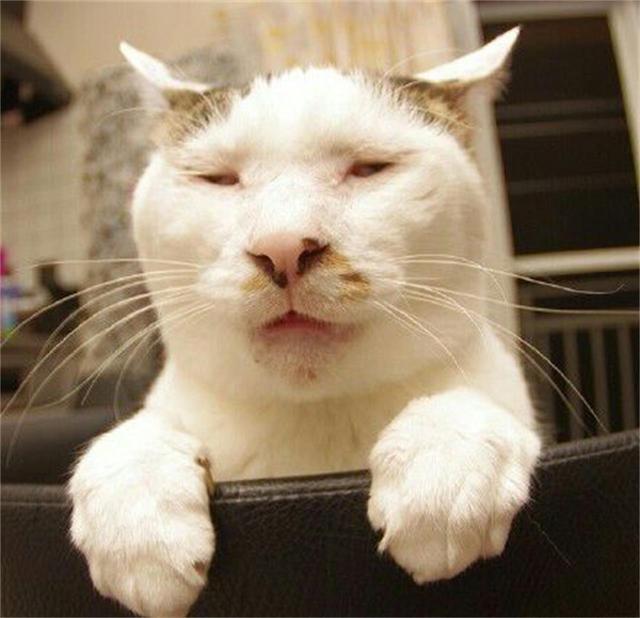 盘点丑猫,四星的像个名人,五星的简直不像猫,网友:真的吸不动