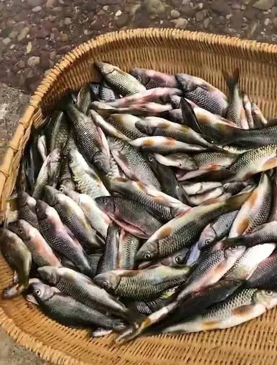 曾经20年前最下饭的鱼,农村河沟遍地都是,现在却很多人都吃不起