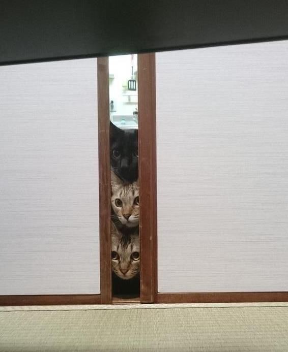 喵星人们躲在房门口偷看铲屎官,好奇模样却把人萌翻!