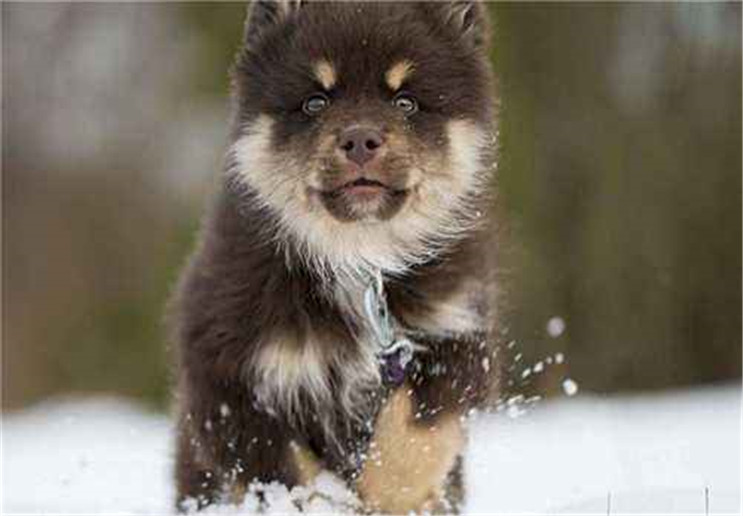 芬兰拉普猎犬幼犬不肯吃饭需要注意它们的喂养方式