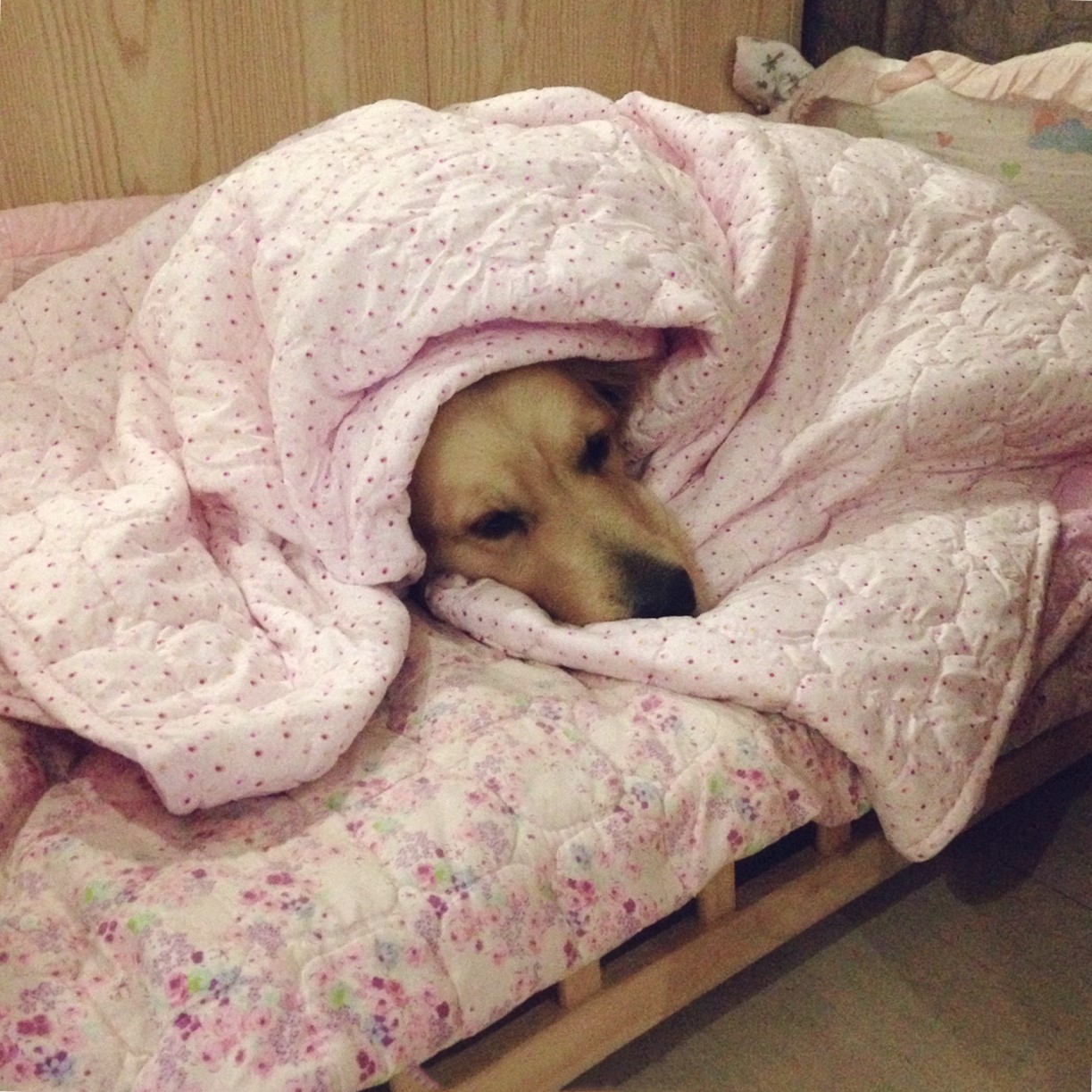 主人抢走金毛被子,金毛瞬间气炸了,结果下一秒举动笑喷众人!