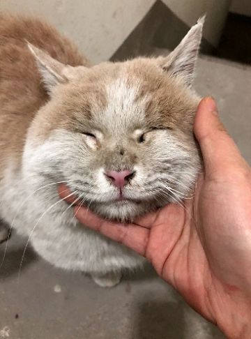 脏脏的流浪橘猫被收养,随后颜值一路飙升,网友:美得像小天使