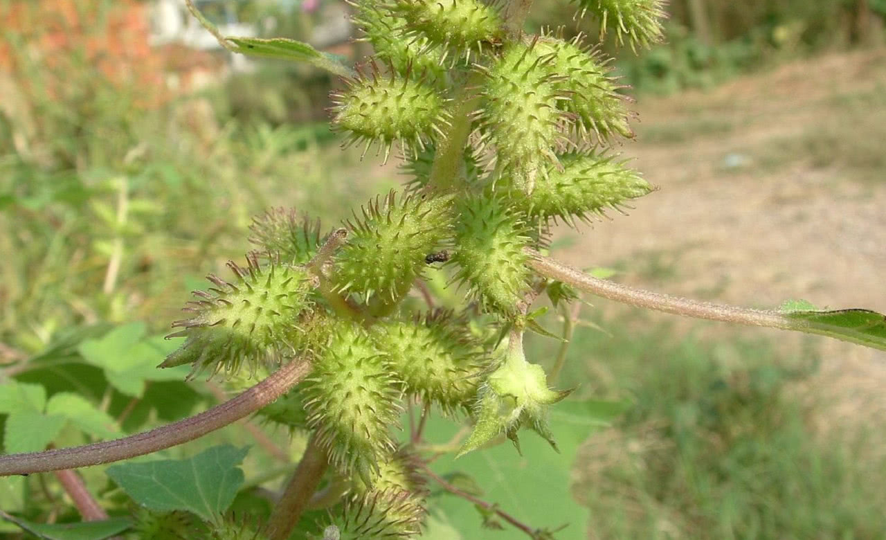 在农村,小孩都是拿这种草的果实当玩具,却不知道它的价值|苍耳|果实