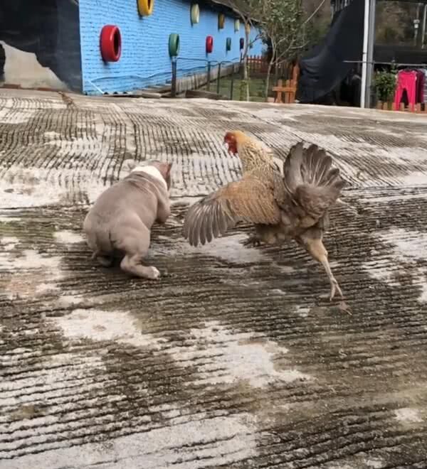 小狗招惹小鸡仔,鸡妈妈奋勇追狗,狗狗被逼得怀疑狗生!