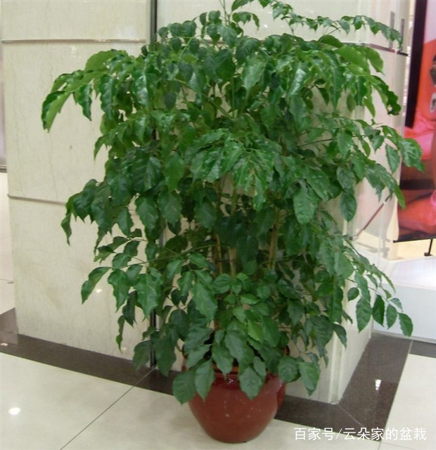 镇宅招财旺人最厉害植物(镇宅招财旺人的植物家里种植什么植物好)