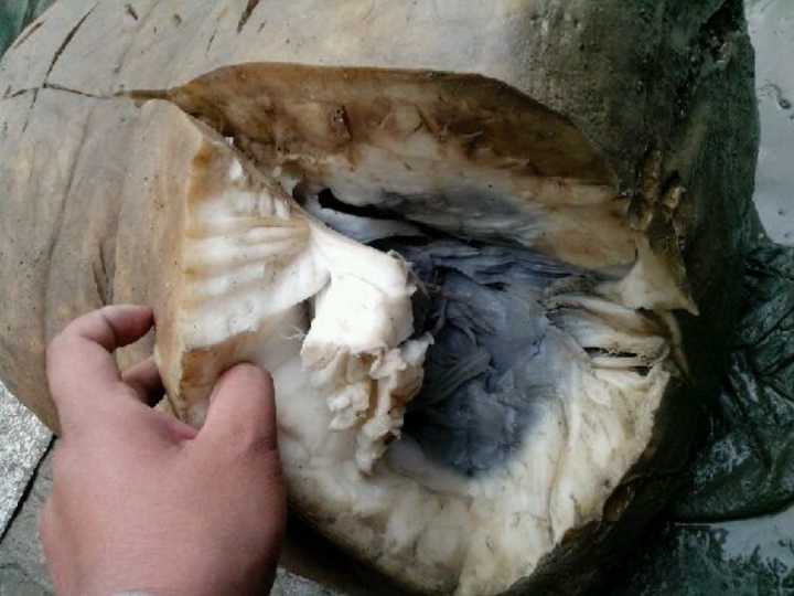 农民劳作时发现一堆"烂肉"专家考察后无法淡定,称其珍贵