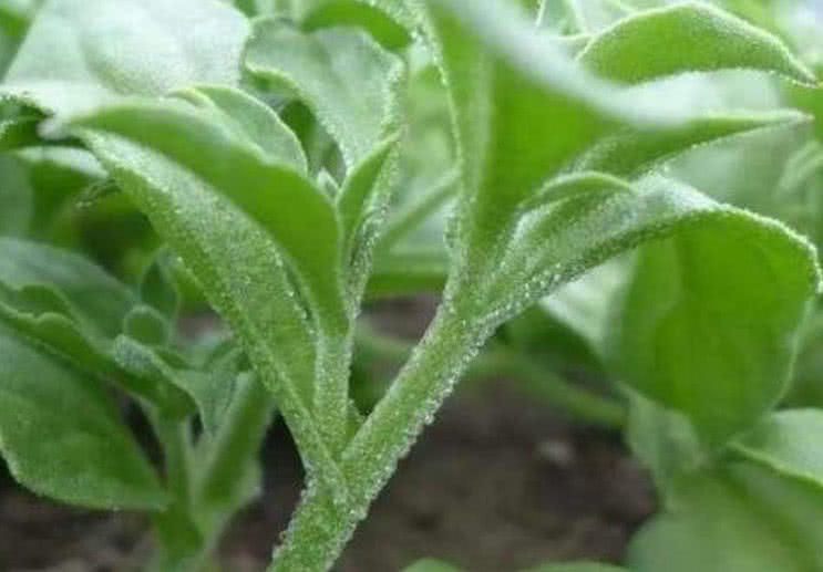 它是小说中的寒冰草农户看到就摘走卖给城里人1斤得9元