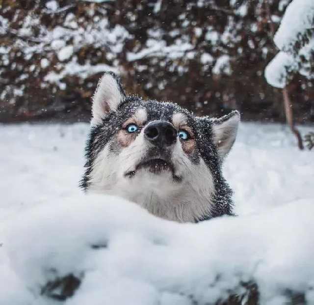 当哈士奇第一次看到雪,这画面简直太沙雕了……|哈士奇|第一次|雪地