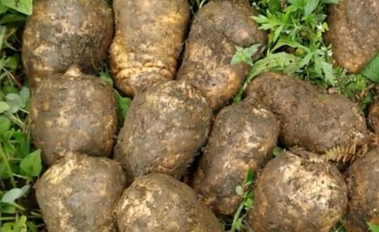 大山上这种药材,形似"土豆"外面一斤2百元,药效极高你见过没