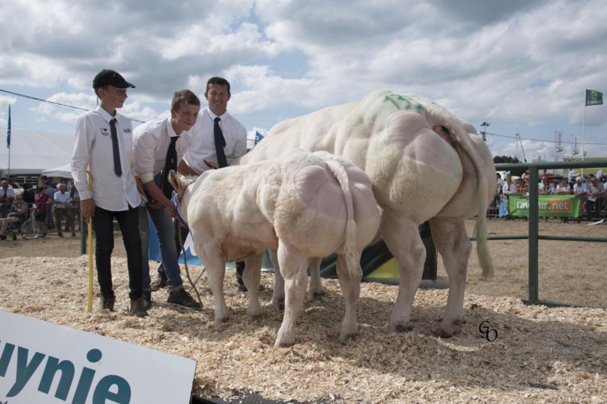 牛|冠军|比利时_新浪新闻
