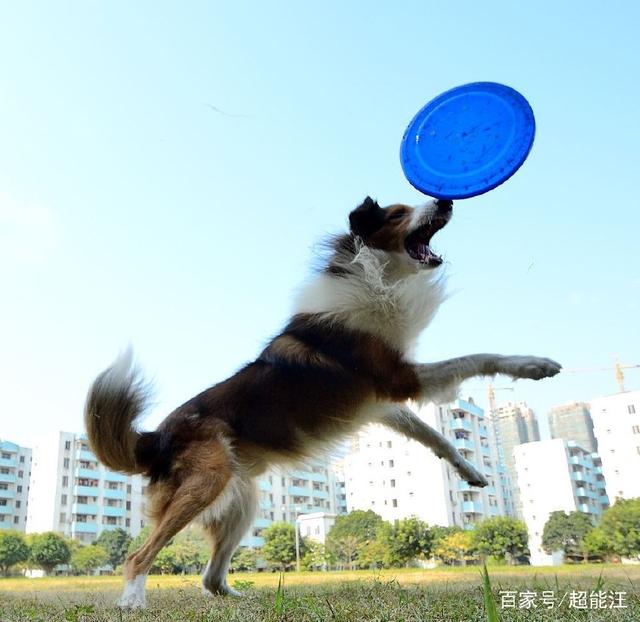 选对玩具,和泰迪狗狗玩的开心