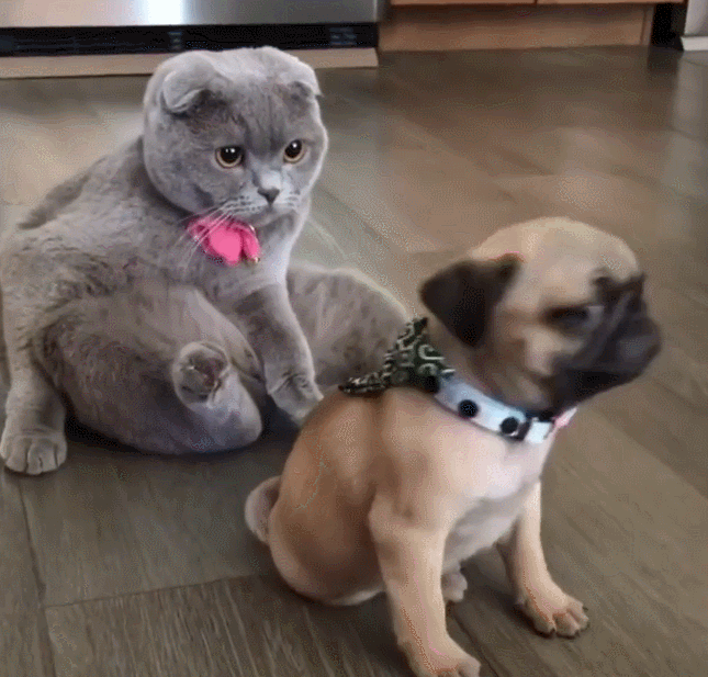 645_617gif 动态图 动图