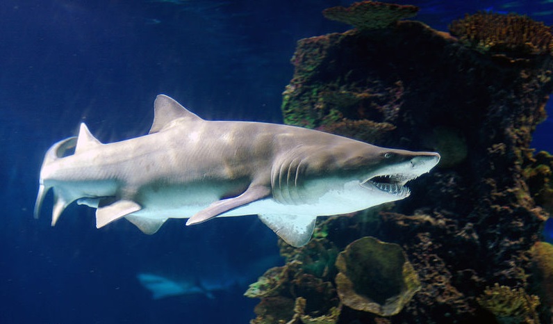 这种鲨鱼有坏人外表好人心,不过天黑别闭眼,捕食时间到了|沙虎鲨|鲨鱼