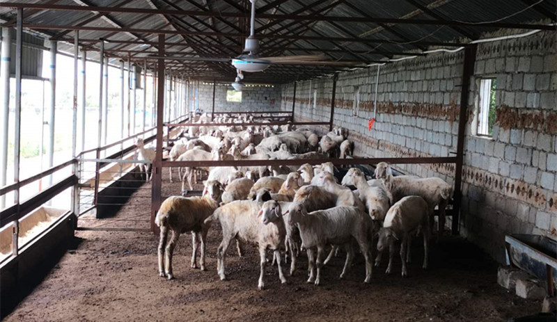 为了建养羊场扶贫 这个城里妞卖掉了轿车和楼房