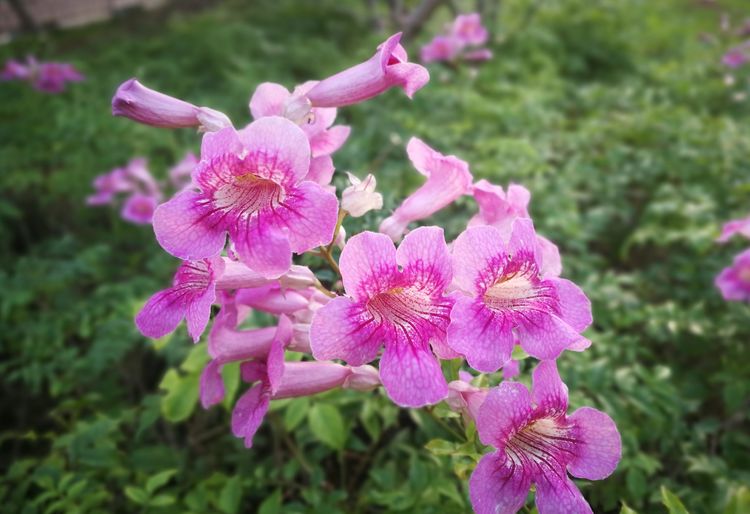 冬季来厦门看花非洲凌霄在寒风细雨中竟如此迷人