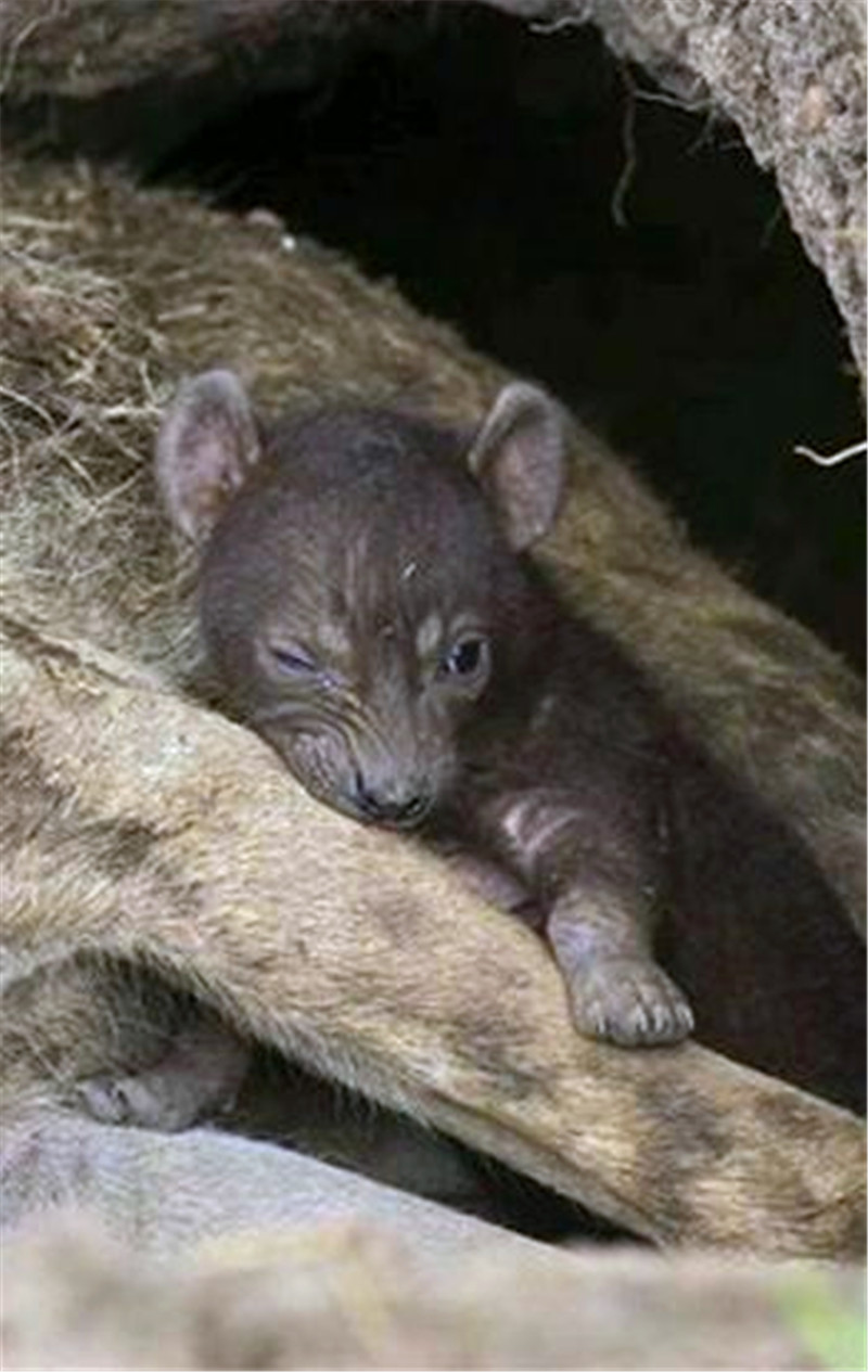 鬣狗寻食突然撒腿逃跑,原以为是遇到敌人,没成想却是迫不得已