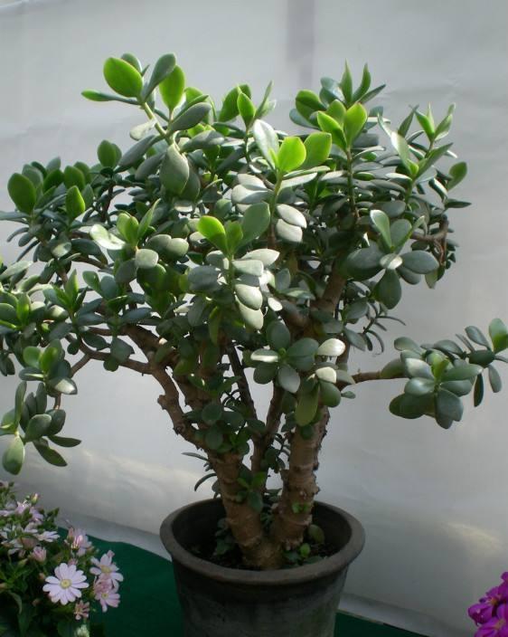 玉树这样养,苍劲大气,玉树临风,年年花满枝头