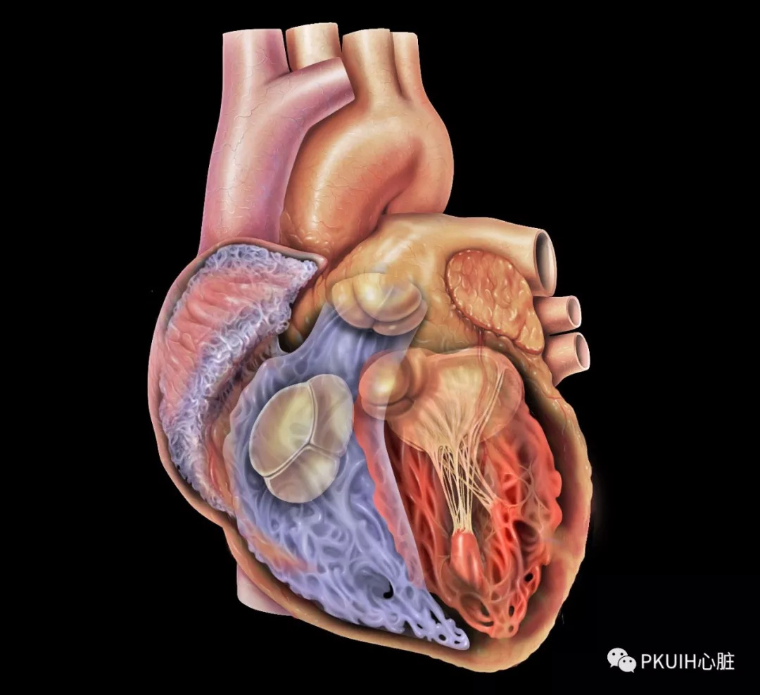 人造心脏瓣膜图片图片
