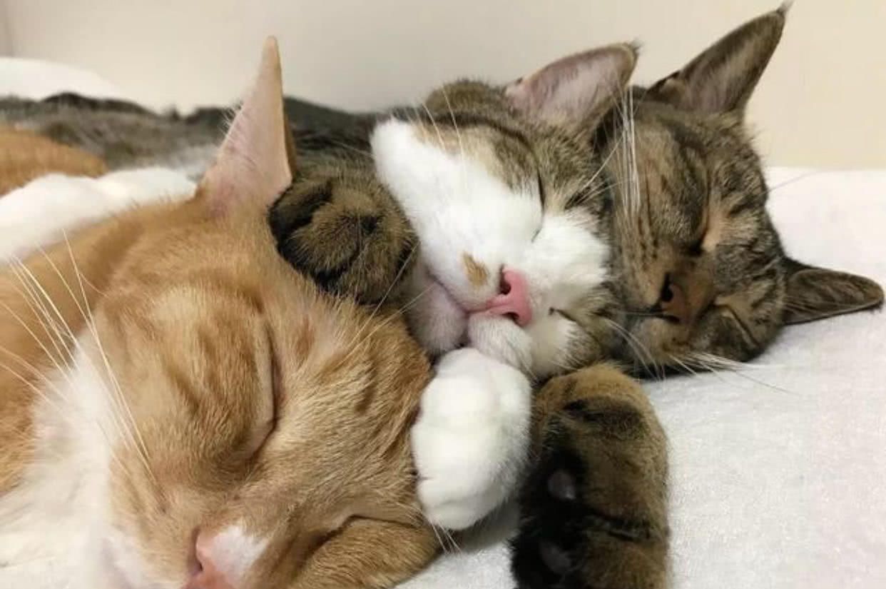 三只猫咪抱团睡觉,宠主刚要拍照,它们突然醒来表情太抢镜