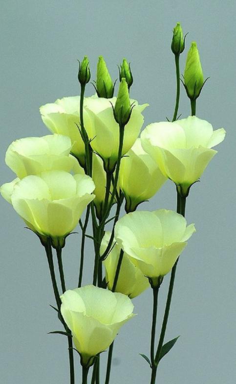 一枝花茎能长20个花苞洋桔梗该怎么养护才能开花更美丽