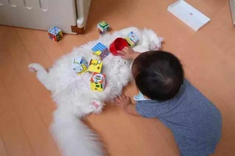 被熊孩子拉来玩耍,最终放弃挣扎,猫咪:你开心就好