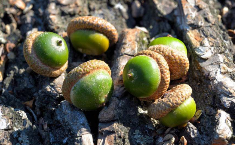 农村一种植物,长得像板栗,现价20一斤,以前是粮食现在无人吃