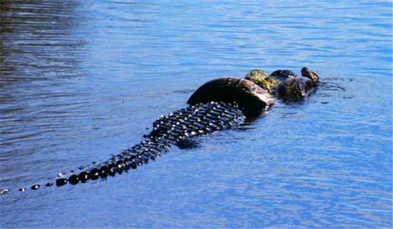 缅甸蟒和短吻鳄经历了6小时的生死大战结尾让人意想不到