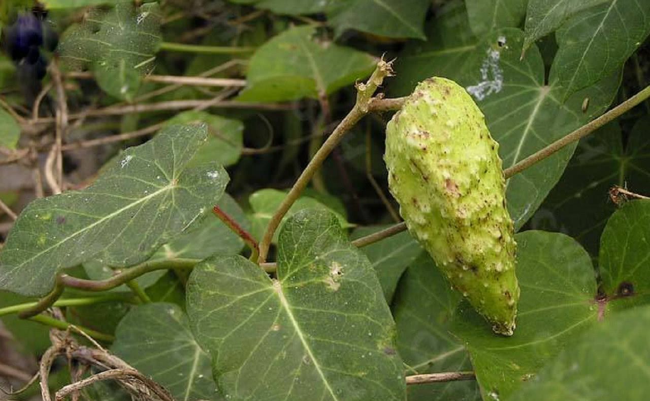农村有种植物叫"麻雀棺材",见到记得一定要摘回家,有惊喜|草药|麻雀
