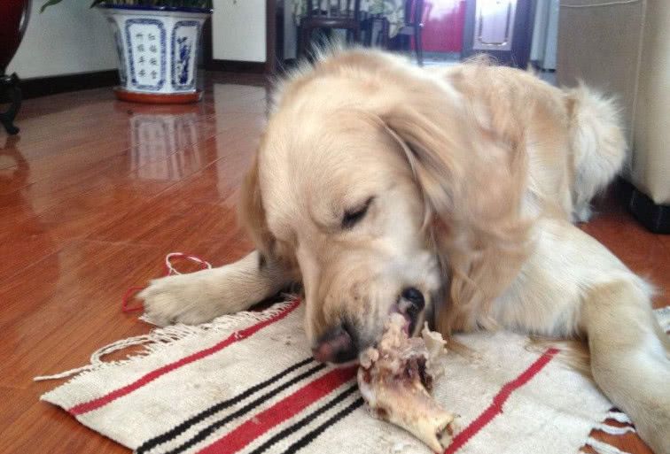 骨头上都没有肉,为什么狗狗们却那么喜欢啃?原因居然太凄惨了!