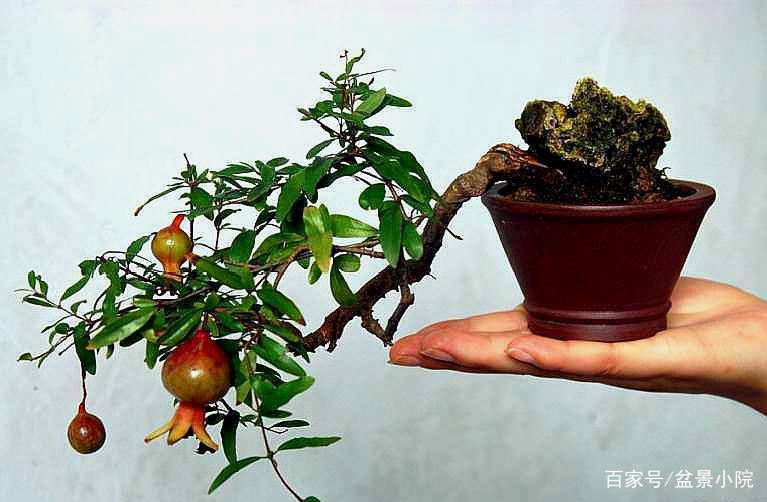 如何判断盆栽石榴成熟_盆栽石榴怎么样才能结果