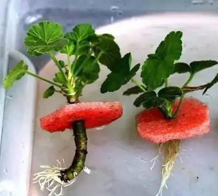 扦插不生根？这水里一泡，两周生出大白根！|枝条|植物|生根粉_新浪新闻
