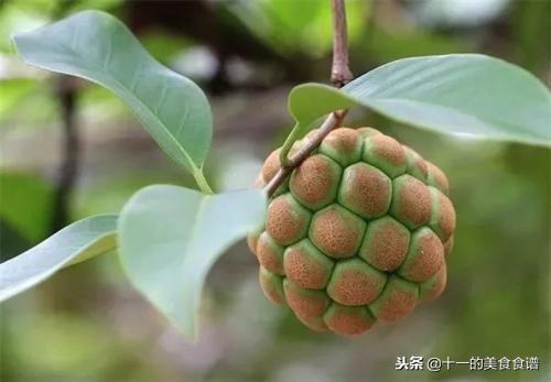 木薯|李子|农村_新浪网