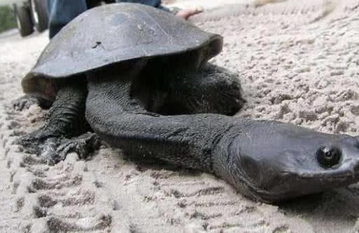 脖子太长缩不进壳里的奇葩乌龟,网友:歪脖龟!