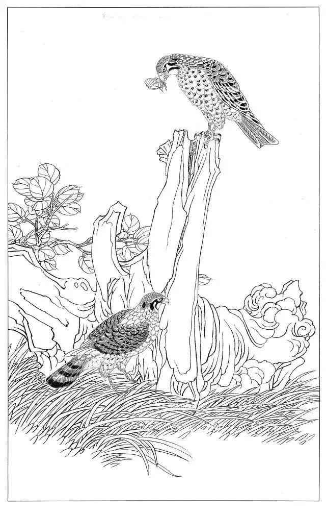工笔画素材《鹰白描图》,收藏慢慢临摹