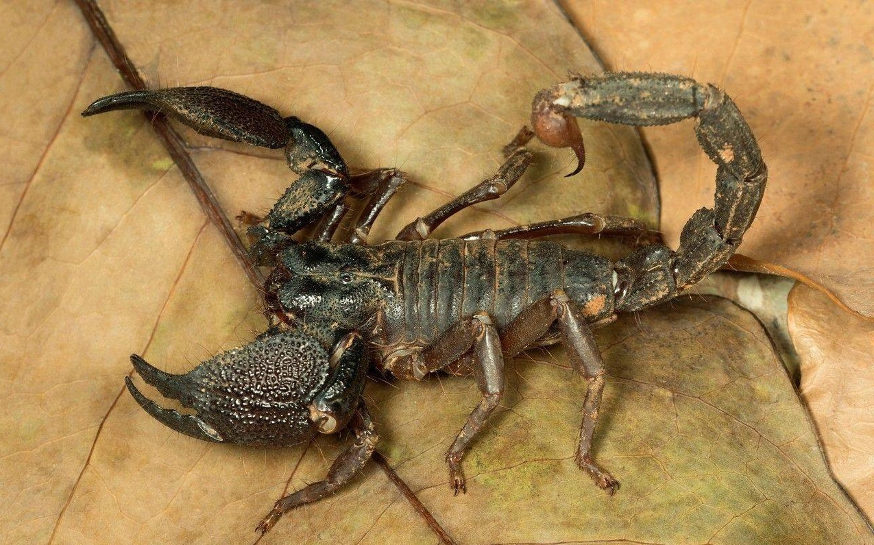 蟑螂号称打不死的"小强",它的天敌是什么?