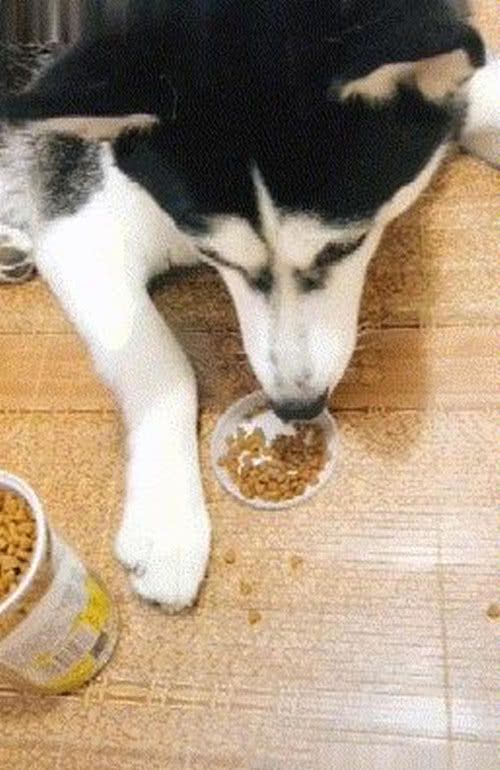 二哈闹脾气吃饭非要主人喂,"不喂我就不吃了,哼!