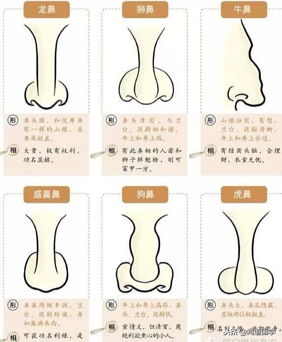 详解面相学鼻子的相法要点|鼻子|准头|廷尉_新浪新闻