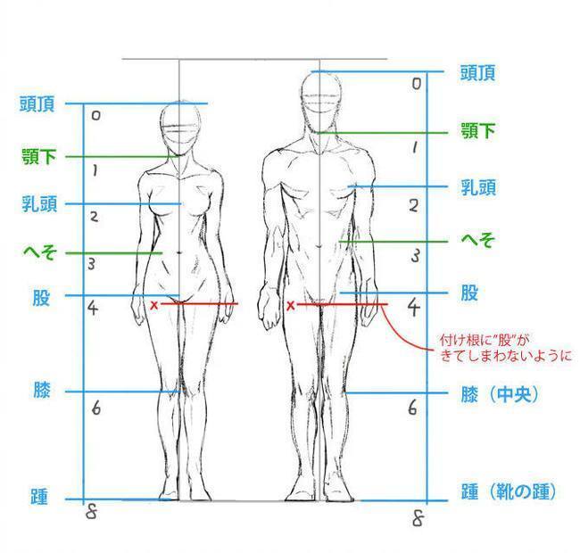 【经验】绘画新手怎么分辨男女人体比例?