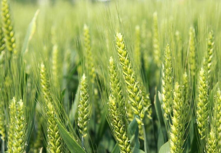 晚种小麦怎么办？我家里有20亩小麦，今年这么晚种，冻害会很严重，有没有什么肥料或方法预防一下？